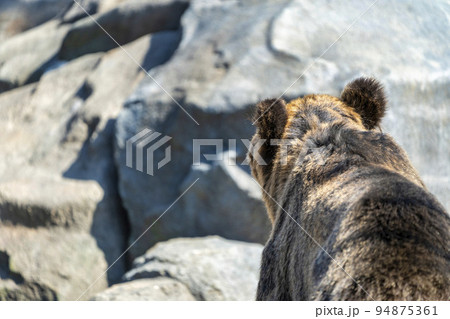 動物園の風景　エゾヒグマ　北海道旭川市 94875361