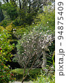 東京都町田市の薬師池公園の秋の桜の風景 94875409