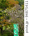 東京都町田市の薬師池公園の秋の桜の風景 94875411