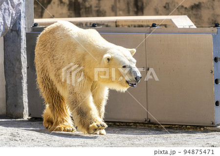 動物園の風景　ホッキョクグマ　北海道旭川市 94875471
