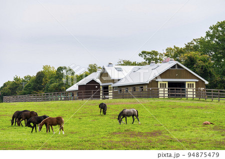 秋の競走馬（サラブレッド）生産牧場　離乳した当歳馬　北海道 94875479