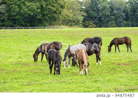 秋の競走馬（サラブレッド）生産牧場　離乳した当歳馬　北海道 94875487