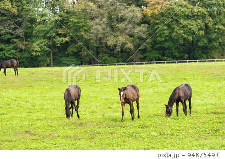 秋の競走馬（サラブレッド）生産牧場　離乳した当歳馬　北海道 94875493