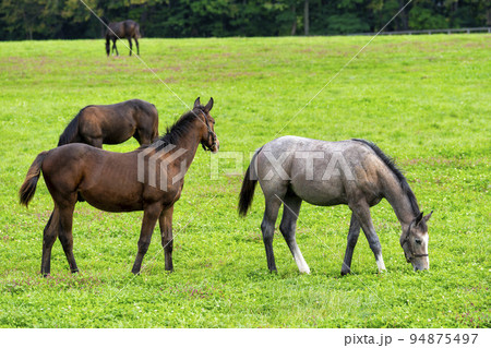 秋の競走馬（サラブレッド）生産牧場　離乳した当歳馬　北海道 94875497