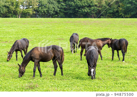 秋の競走馬(サラブレッド)生産牧場 離乳した当歳馬 北海道 秋の競走馬(サラブレッド)生産牧場 離乳した当歳馬 北海道 94875500