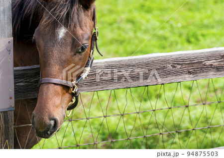 秋の競走馬(サラブレッド)生産牧場 離乳した当歳馬 北海道 秋の競走馬(サラブレッド)生産牧場 離乳した当歳馬 北海道 94875503