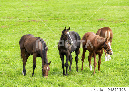 秋の競走馬(サラブレッド)生産牧場 離乳した当歳馬 北海道 秋の競走馬(サラブレッド)生産牧場 離乳した当歳馬 北海道 94875508