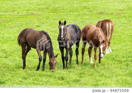 秋の競走馬(サラブレッド)生産牧場 離乳した当歳馬 北海道 秋の競走馬(サラブレッド)生産牧場 離乳した当歳馬 北海道 94875509