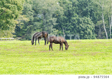 秋の競走馬（サラブレッド）生産牧場　離乳した当歳馬　北海道 94875564