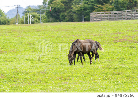 秋の競走馬（サラブレッド）生産牧場　離乳した当歳馬　北海道 94875566