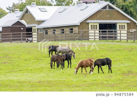 秋の競走馬(サラブレッド)生産牧場 離乳した当歳馬 北海道 秋の競走馬(サラブレッド)生産牧場 離乳した当歳馬 北海道 94875584