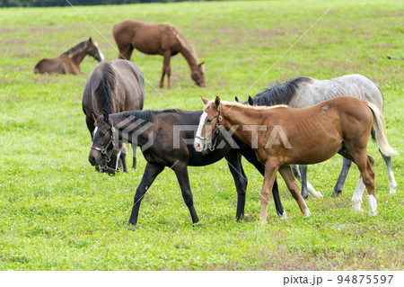 秋の競走馬（サラブレッド）生産牧場　離乳した当歳馬　北海道 94875597