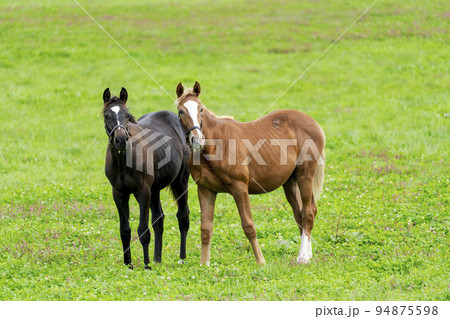 秋の競走馬（サラブレッド）生産牧場　離乳した当歳馬　北海道 94875598