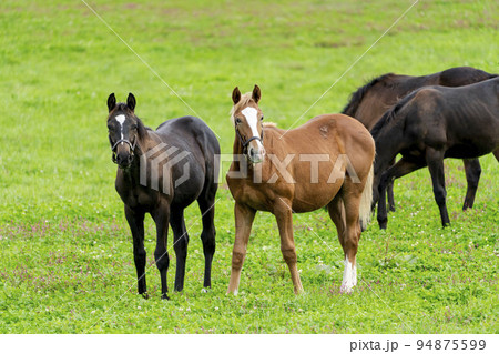 秋の競走馬（サラブレッド）生産牧場　離乳した当歳馬　北海道 94875599
