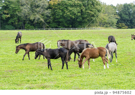 秋の競走馬（サラブレッド）生産牧場　離乳した当歳馬　北海道 94875602