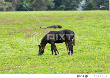 秋の競走馬(サラブレッド)生産牧場 離乳した当歳馬 北海道 秋の競走馬(サラブレッド)生産牧場 離乳した当歳馬 北海道 94875605