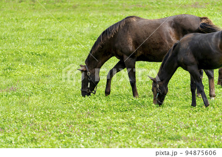 秋の競走馬(サラブレッド)生産牧場 離乳した当歳馬 北海道 秋の競走馬(サラブレッド)生産牧場 離乳した当歳馬 北海道 94875606
