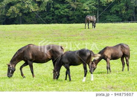 秋の競走馬(サラブレッド)生産牧場 離乳した当歳馬 北海道 秋の競走馬(サラブレッド)生産牧場 離乳した当歳馬 北海道 94875607