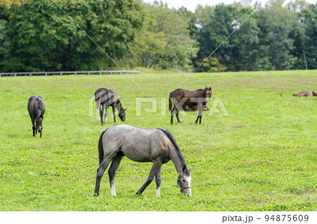 秋の競走馬(サラブレッド)生産牧場 離乳した当歳馬 北海道 秋の競走馬(サラブレッド)生産牧場 離乳した当歳馬 北海道 94875609