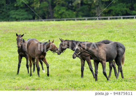 秋の競走馬（サラブレッド）生産牧場　離乳した当歳馬　北海道 94875611