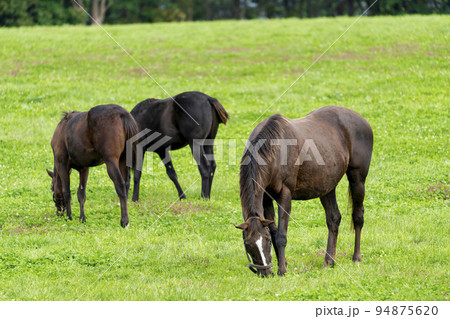秋の競走馬(サラブレッド)生産牧場 離乳した当歳馬 北海道 秋の競走馬(サラブレッド)生産牧場 離乳した当歳馬 北海道 94875620