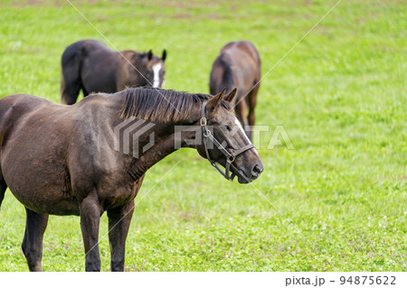 秋の競走馬(サラブレッド)生産牧場 離乳した当歳馬 北海道 秋の競走馬(サラブレッド)生産牧場 離乳した当歳馬 北海道 94875622