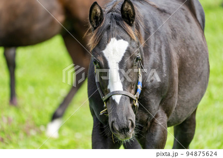 秋の競走馬(サラブレッド)生産牧場 離乳した当歳馬 北海道 秋の競走馬(サラブレッド)生産牧場 離乳した当歳馬 北海道 94875624