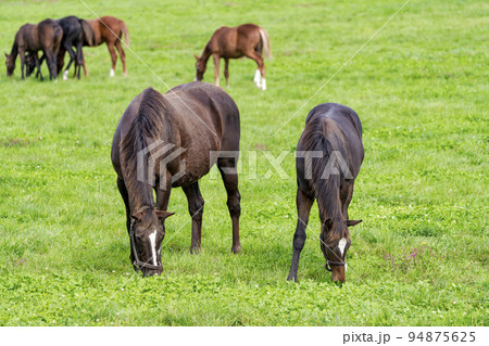 秋の競走馬（サラブレッド）生産牧場　離乳した当歳馬　北海道 94875625