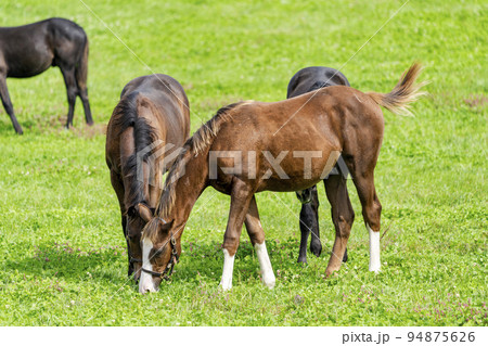 秋の競走馬（サラブレッド）生産牧場　離乳した当歳馬　北海道 94875626