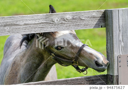 秋の競走馬(サラブレッド)生産牧場 離乳した当歳馬 北海道 秋の競走馬(サラブレッド)生産牧場 離乳した当歳馬 北海道 94875627