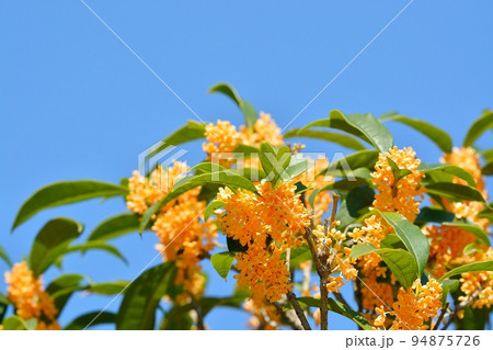 キンモクセイの花 94875726