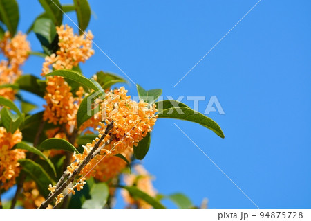 キンモクセイの花 94875728