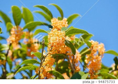 キンモクセイの花 94875733