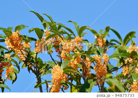 キンモクセイの花 94875735