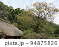 東京都町田市の薬師池公園の古民家と柿の木の風景 94875826