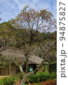 東京都町田市の薬師池公園の古民家と柿の木の風景 94875827