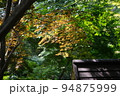 東京都町田市の薬師池公園の紅葉の風景 94875999