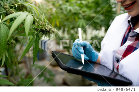 female scientists researchers examine cannabis leave and record the result on digital tablet, Cannabis cultivation experiments and the legal cultivation of cannabis plants. 94876471