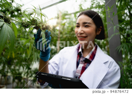 female scientists researchers examine cannabis leave and record the result on digital tablet, Cannabis cultivation experiments and the legal cultivation of cannabis plants. female scientists researchers examine cannabis leave and record the result on digital tablet, Cannabis cultivation experiments and the legal cultivation of cannabis plants. 94876472