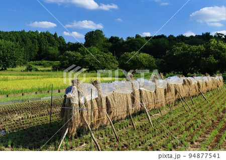 2022日本で一番幸せな町に選ばれた鳩山町の青空に白い雲が浮かぶ秋晴れの稲架掛け風景 94877541