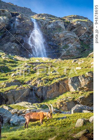 Ibex wild animal and mountain fauna, Gran Paradiso italian Alps, Italy Ibex wild animal and mountain fauna, Gran Paradiso italian Alps, Italy 94878695