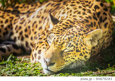 Jaguar Panthera onca, majestic feline sleeping in Pantanal, Brazil 94879283