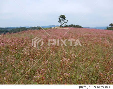 一面に咲きほこる赤ソバの花 94879304
