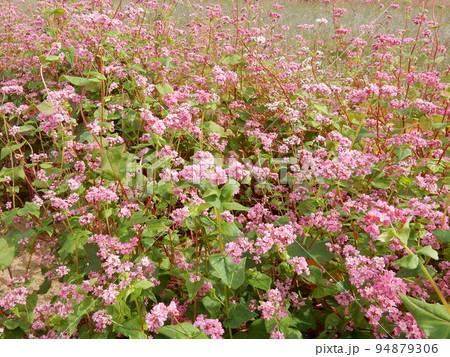 一面に咲きほこる赤ソバの花 94879306