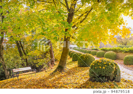 Maple trees in Alps at golden autumn, Karwendel mountains near Innsbruck, Tyrol 94879518