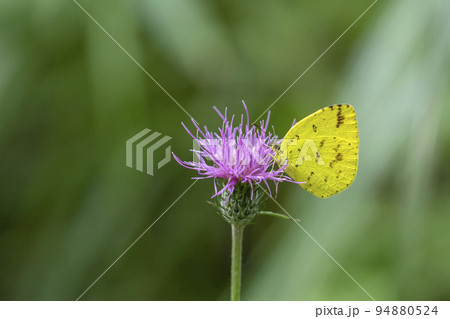 キチョウ キチョウ 94880524