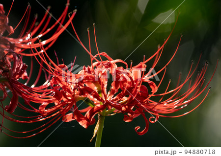 彼岸花 94880718
