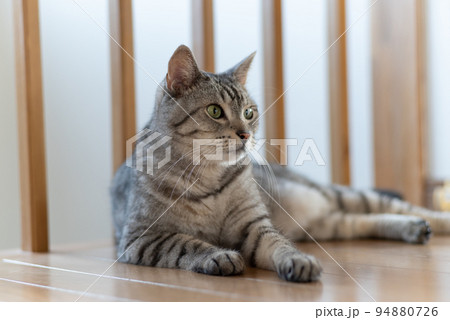 見つめる猫 サバトラ猫 見つめる猫 サバトラ猫 94880726