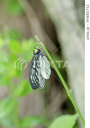 アカボシゴマダラ アカボシゴマダラ 94880752