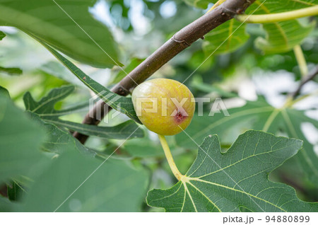 イチジク 94880899